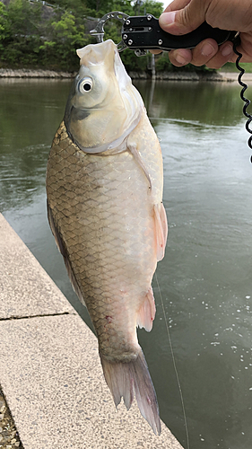 フナの釣果