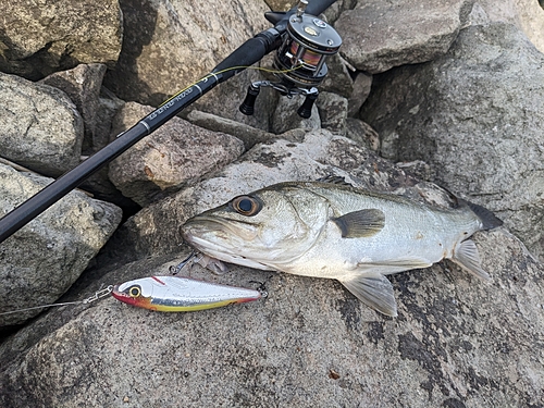 セイゴ（マルスズキ）の釣果