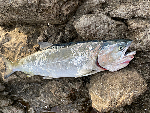 サクラマスの釣果