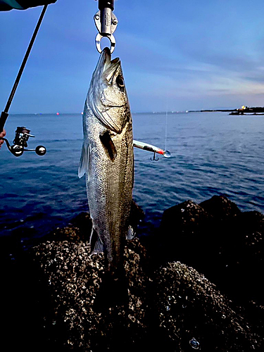 セイゴ（マルスズキ）の釣果