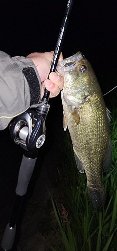 ブラックバスの釣果