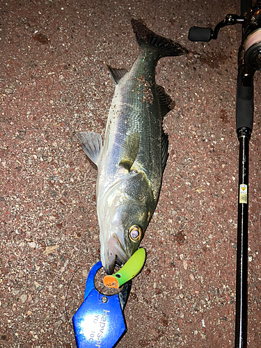 シーバスの釣果