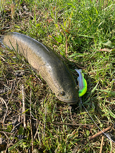 ライギョの釣果