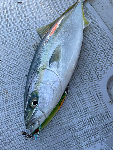 ハマチの釣果