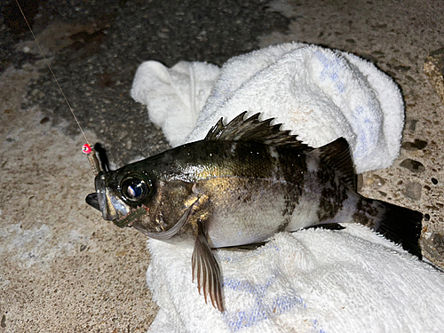 メバルの釣果