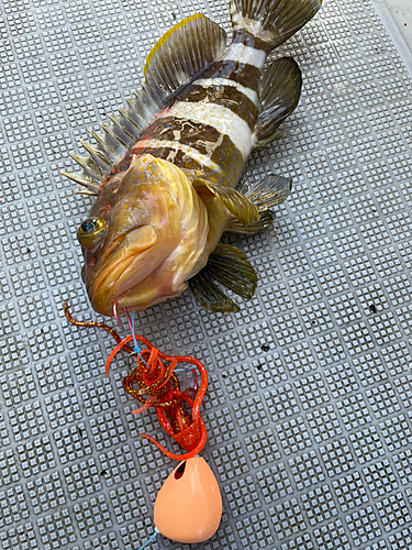 アオハタの釣果