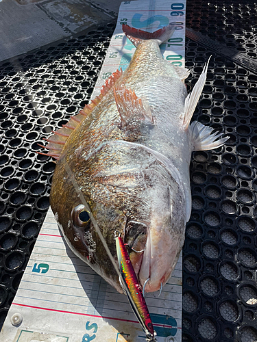 タイの釣果