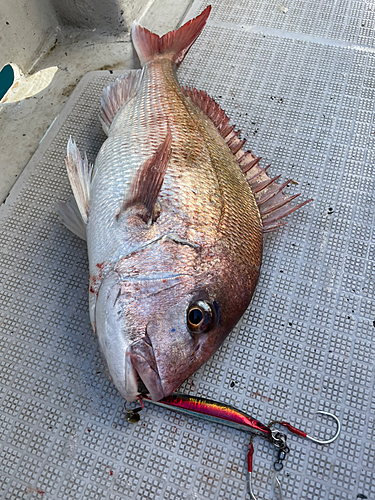 タイの釣果