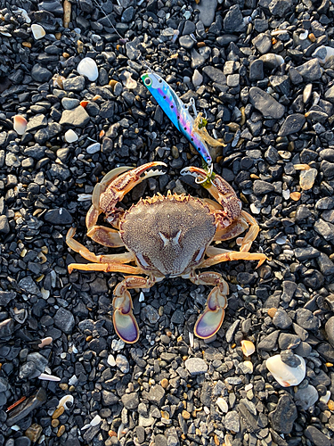 カニの釣果