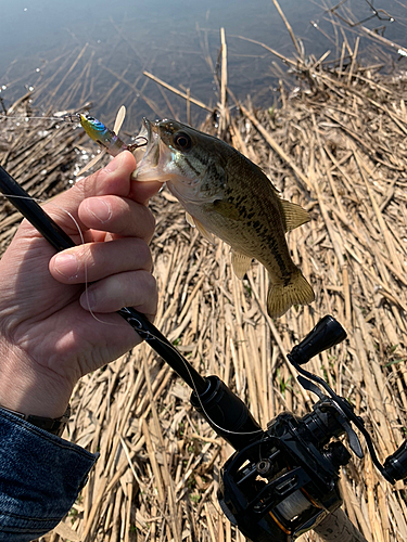 ラージマウスバスの釣果