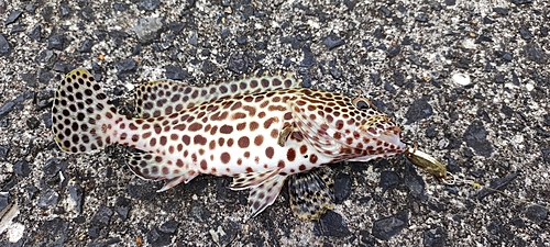 カンモンハタの釣果