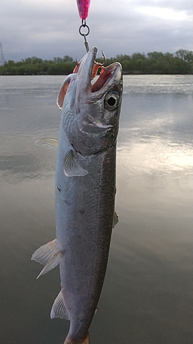 サクラマスの釣果