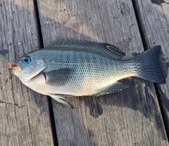 メジナの釣果