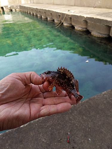 チャリコの釣果