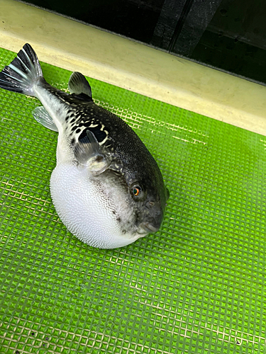 トラフグの釣果