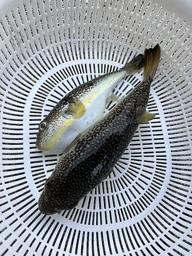 ショウサイフグの釣果