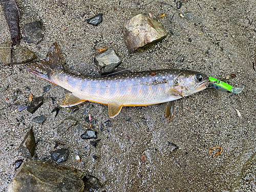 イワナの釣果