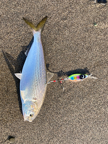 コノシロの釣果