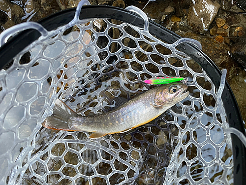 イワナの釣果