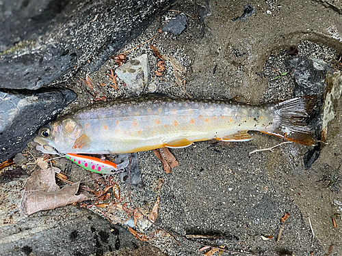 イワナの釣果