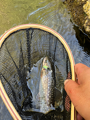 イワナの釣果