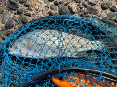 イシモチの釣果