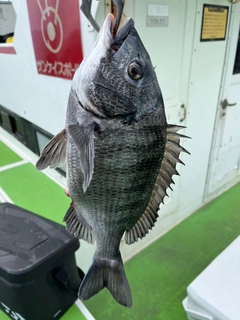 クロダイの釣果