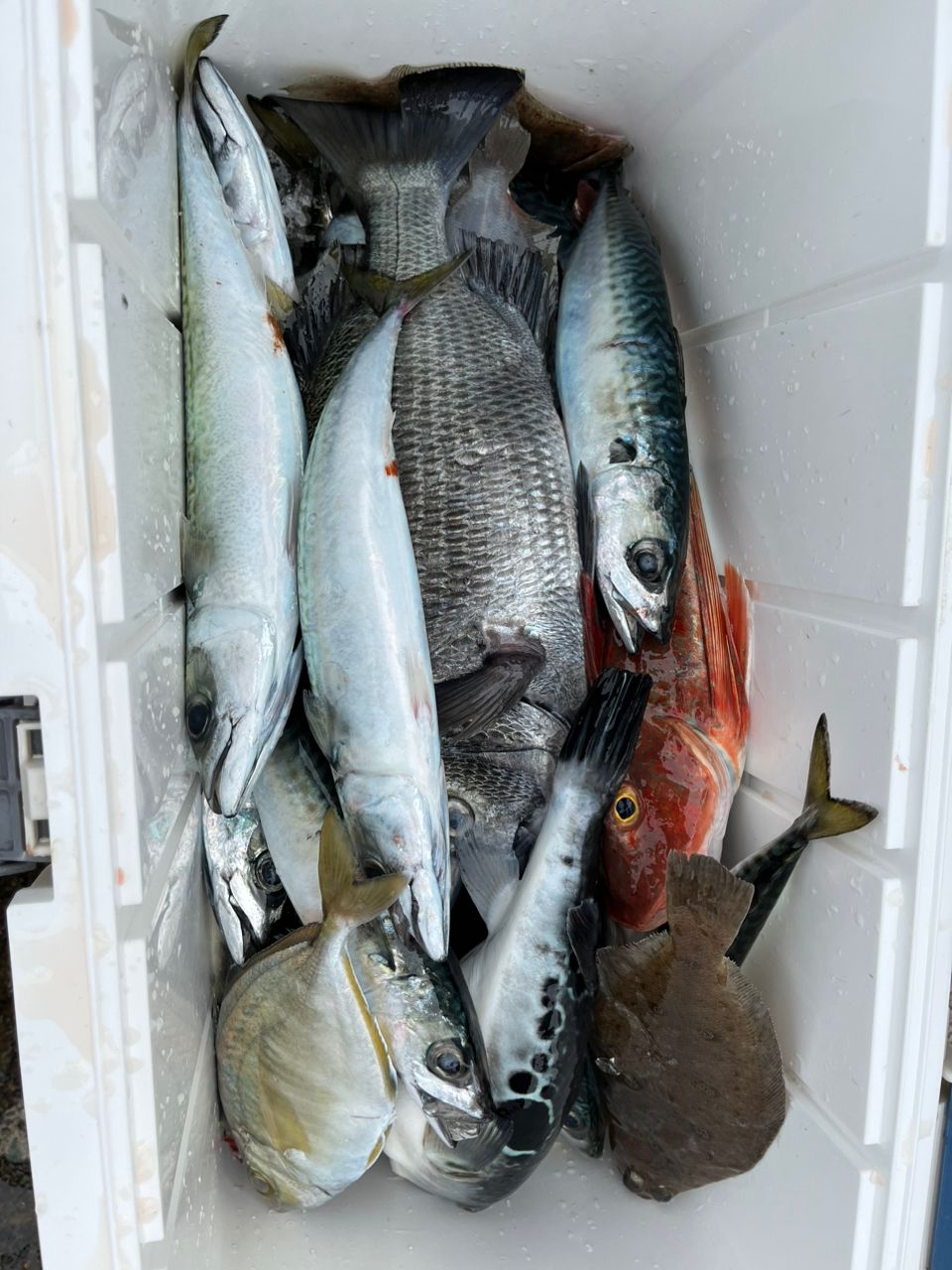 なりたなおとさんの釣果 3枚目の画像