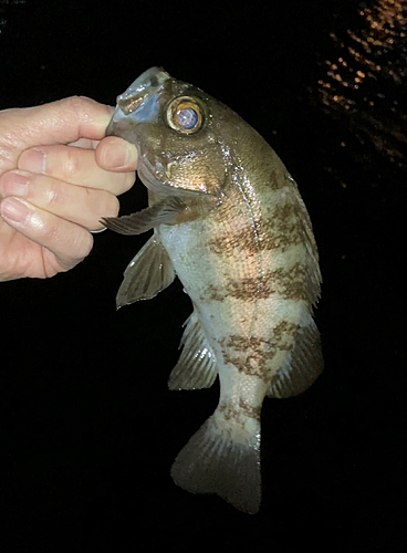 メバルの釣果