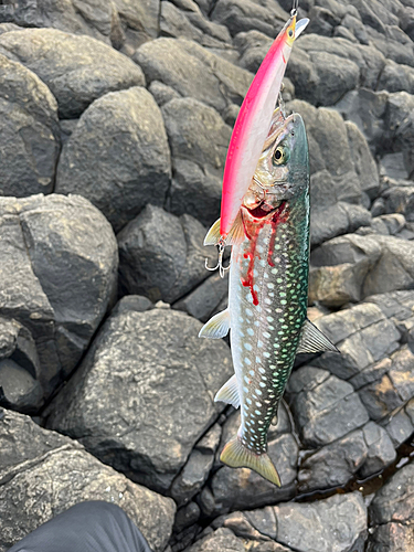 アメマスの釣果