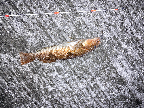 アブラコの釣果