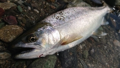 アマゴの釣果