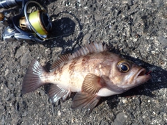 シロメバルの釣果