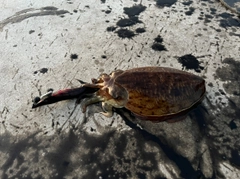 コウイカの釣果