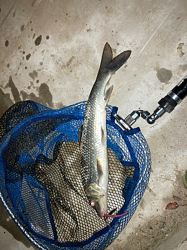 ニゴイの釣果