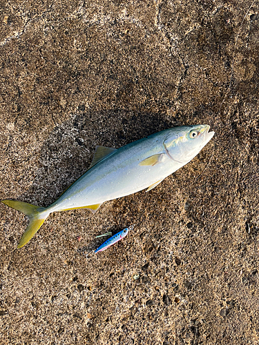 イナダの釣果