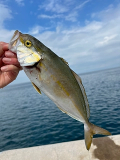 シオの釣果