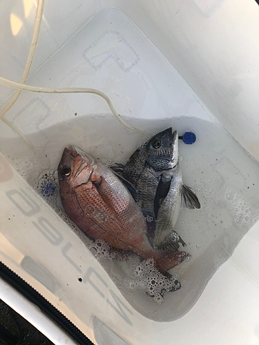 マダイの釣果