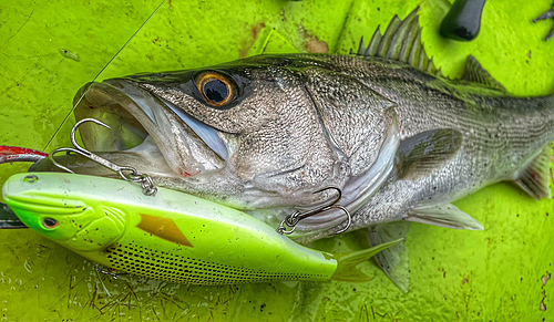 シーバスの釣果