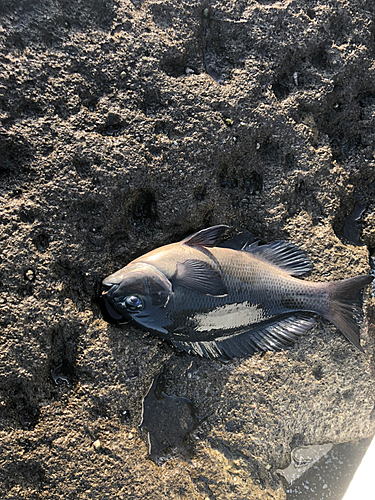 釣果