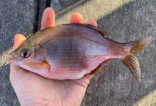 マタナゴの釣果