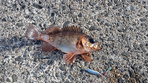 メバルの釣果