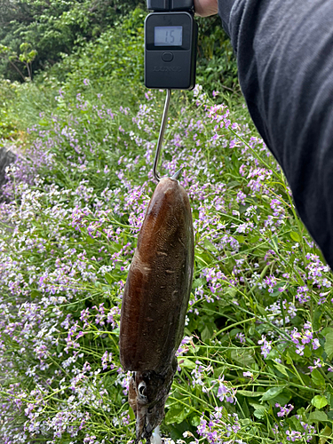 コウイカの釣果