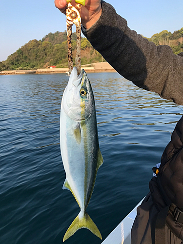 ヤズの釣果