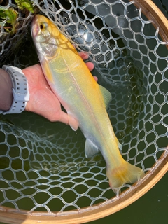 アルビノニジマスの釣果