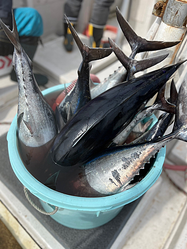 ビンチョウマグロの釣果