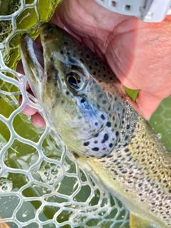 ブラウントラウトの釣果