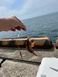 アラカブの釣果