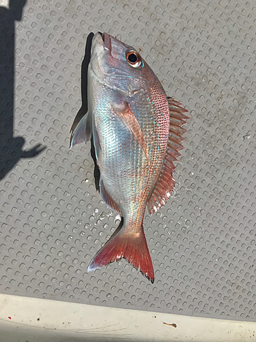 マダイの釣果