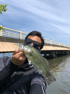 ブラックバスの釣果